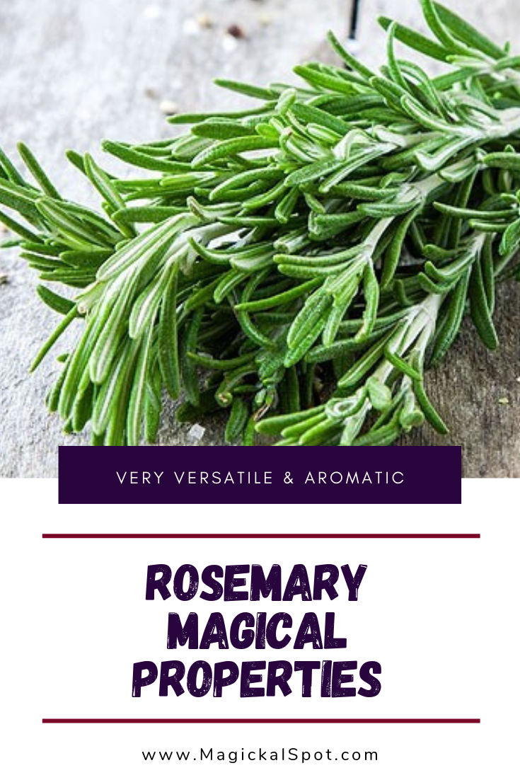 5 Rosemary Magical Properties Explained [Very Versatile & Aromatic]