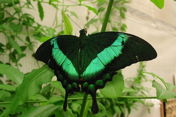 green butterfly images