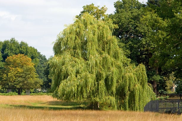 Willow Tree Symbolism and Meaning Explained