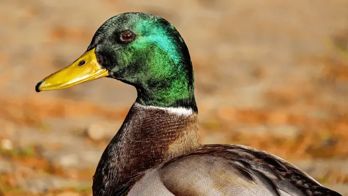 Pato folclore, presagios, sueños y simbolismo