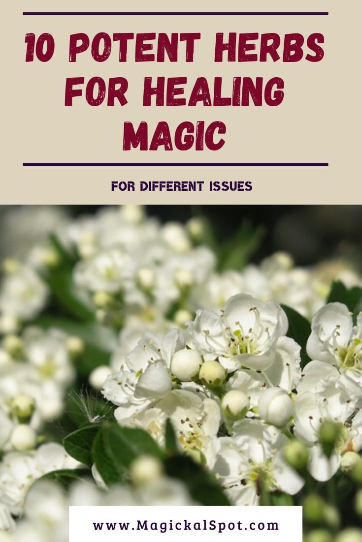 10 Potent Herbs for Healing Magic [For Different Issues]