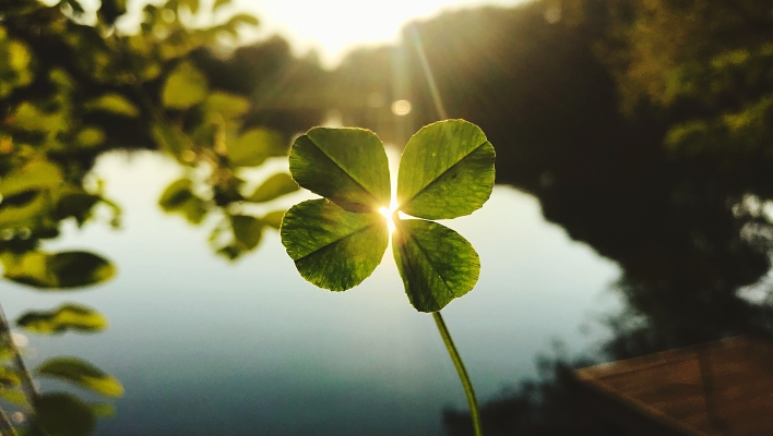 ¿Qué hacer con un trébol de cuatro hojas si lo encuentras?