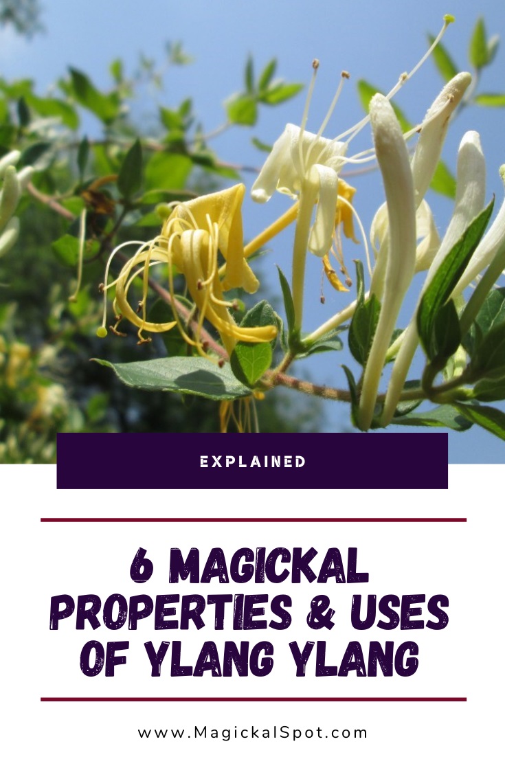 6 Magickal Properties & Uses of Ylang Ylang [Explained]