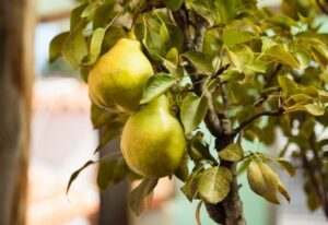 Magickal Meaning & Symbolism of the Pear Tree