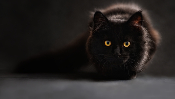 Supersticiones sobre los gatos negros