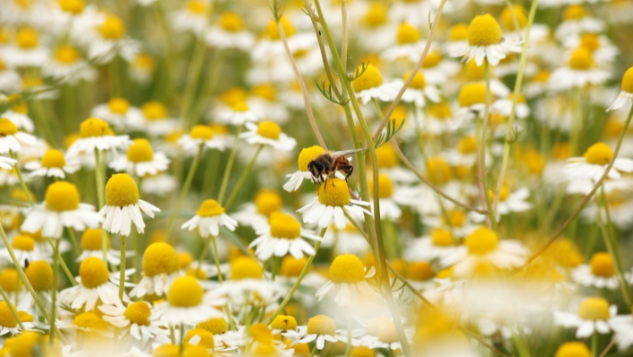 Cómo honrar la primavera
