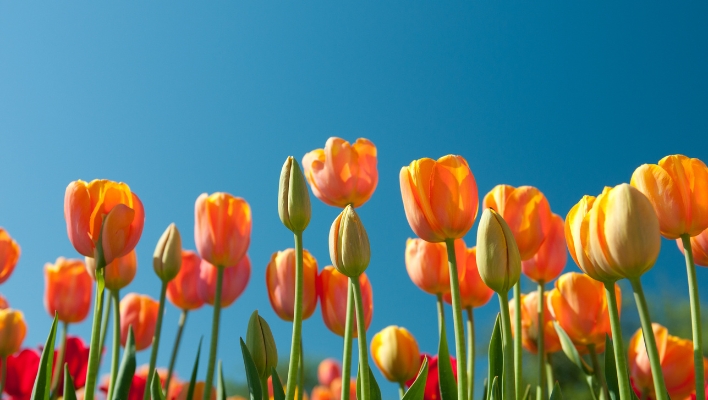 Prayer for Imbolc featured image
