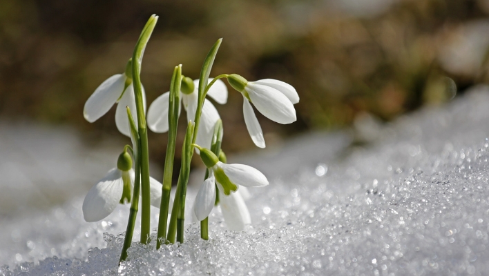 Prayer for Ostara featured image