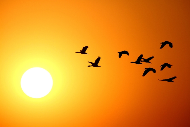 Birds Spiritual Meaning featured graphic