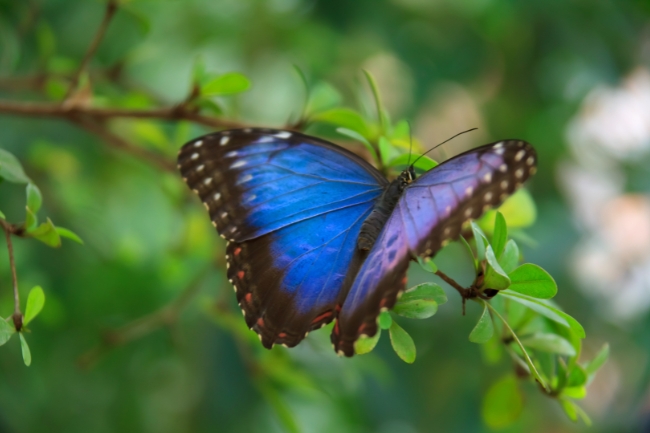 Gráfico destacado del simbolismo de la mariposa azul