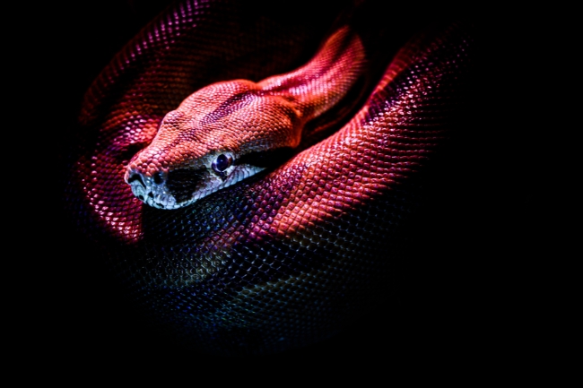 Animal espiritual de Géminis Gráfico destacado
