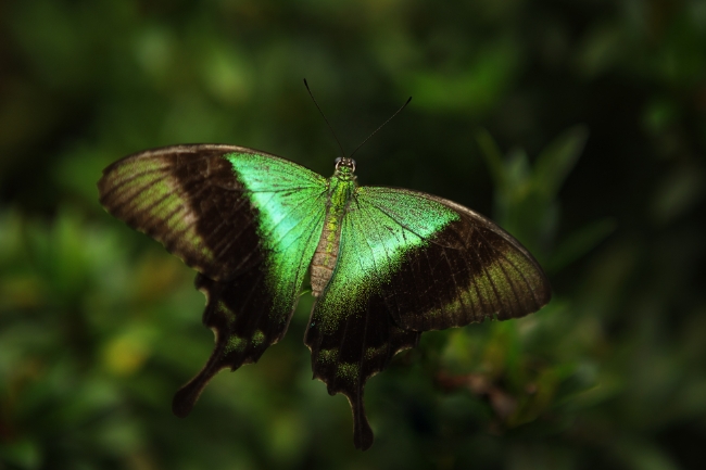 Gráfico destacado del simbolismo de la mariposa verde