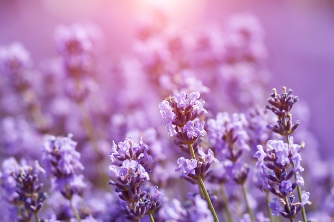 Herbs for Self Love Magic gráfico destacado