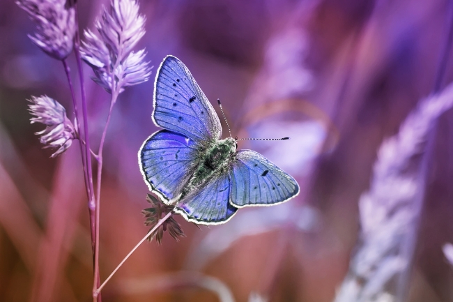 Gráfico destacado del simbolismo de la mariposa púrpura