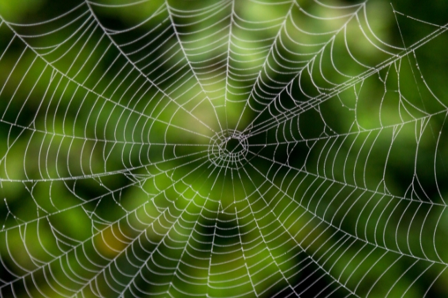 Araña Significado espiritual gráfico destacado