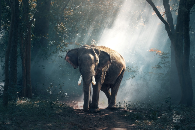 Symbolism of Elephant featured graphic