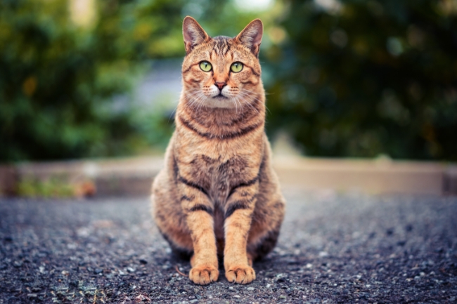Symbolism of a Cat featured graphic