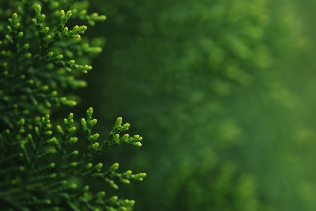 Trees that Symbolize Death featured graphic