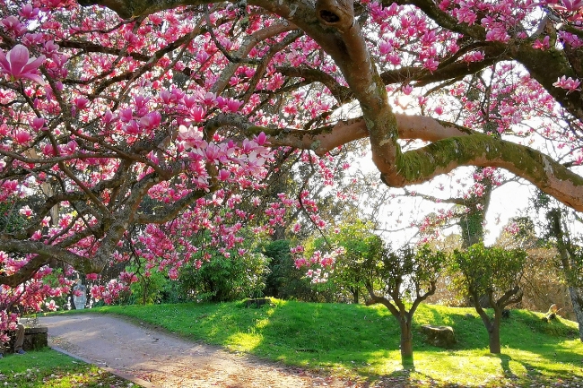 Trees that Symbolize Family featured graphic