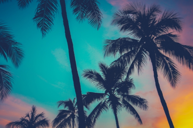 Trees that Symbolize Friendship featured graphic