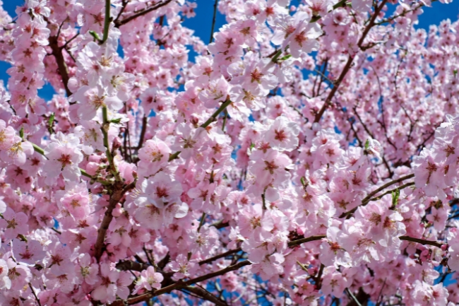Trees that Symbolize Love featured graphic