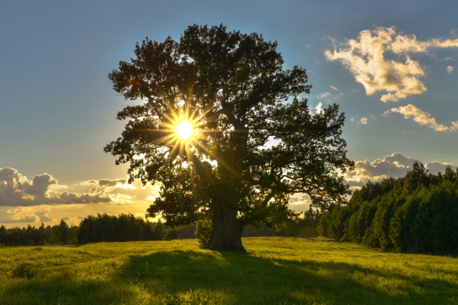 Trees that Symbolize Strength featured graphic