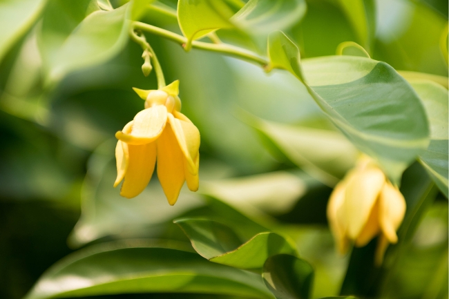 Usos del Ylang Ylang gráfico destacado