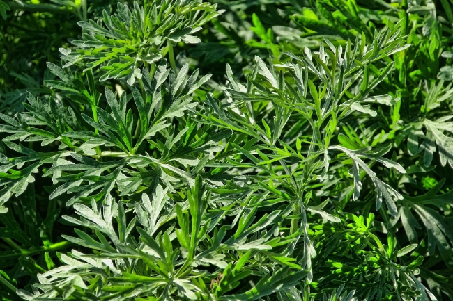 Gráfico destacado de Wormwood Magical Properties