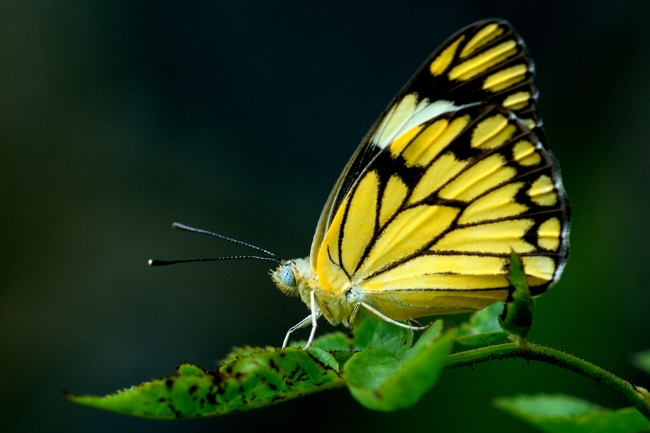 Gráfico destacado del simbolismo de la mariposa amarilla
