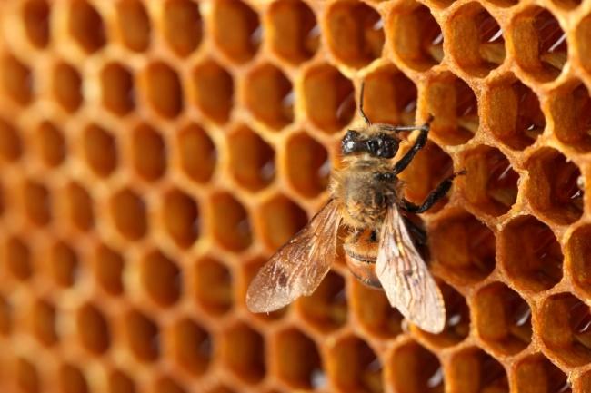 deities-associated-with-bees
