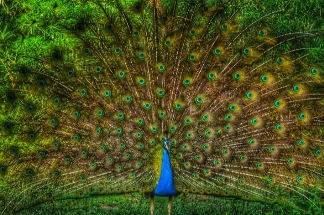 deities-associated-with-peacocks