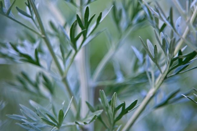 hacer palitos de caramelo