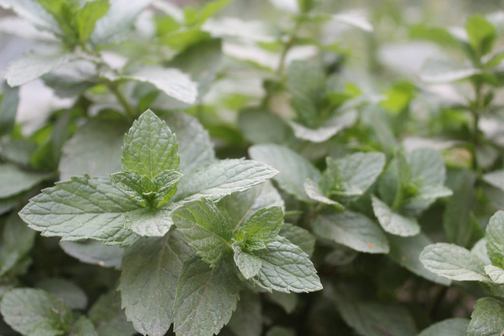 Simbolismo del uso del aceite esencial de menta imagen destacada
