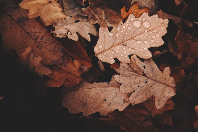oración para el otoño