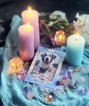 Pet Protection and Bonding Spell Casting service on Magickal spot featured image